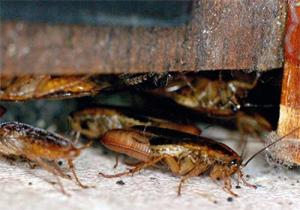 Gel anti-cafard : comment se débarrasser des cafards et blattes