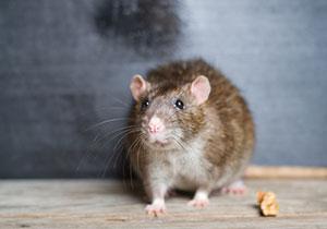 Comment se débarrasser des souris ? Les meilleures solutions