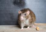 Comment se débarrasser des rats ?