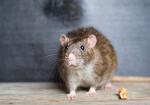 Comment se dbarrasser des rats ?