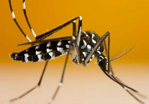 Comment reconnaître les moustiques Tigre ?