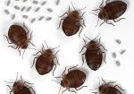 Comment reconnaître les punaises de lit ?