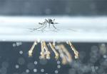 Comment prévenir l’apparition des moustiques ?