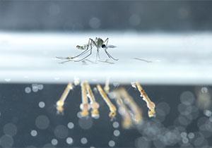 Comment prvenir lapparition des moustiques ?