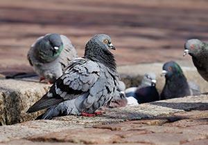 Les pigeons sont-ils nuisibles ?