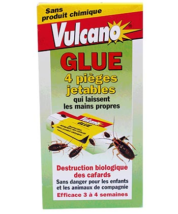 Vulcano Glu cafard